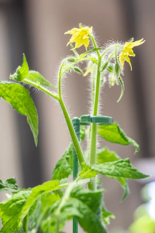 With the stakes, plants grow safely, without the risk of breaking or bending