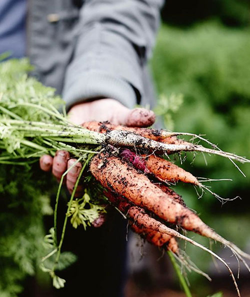 carottes sortant de terre