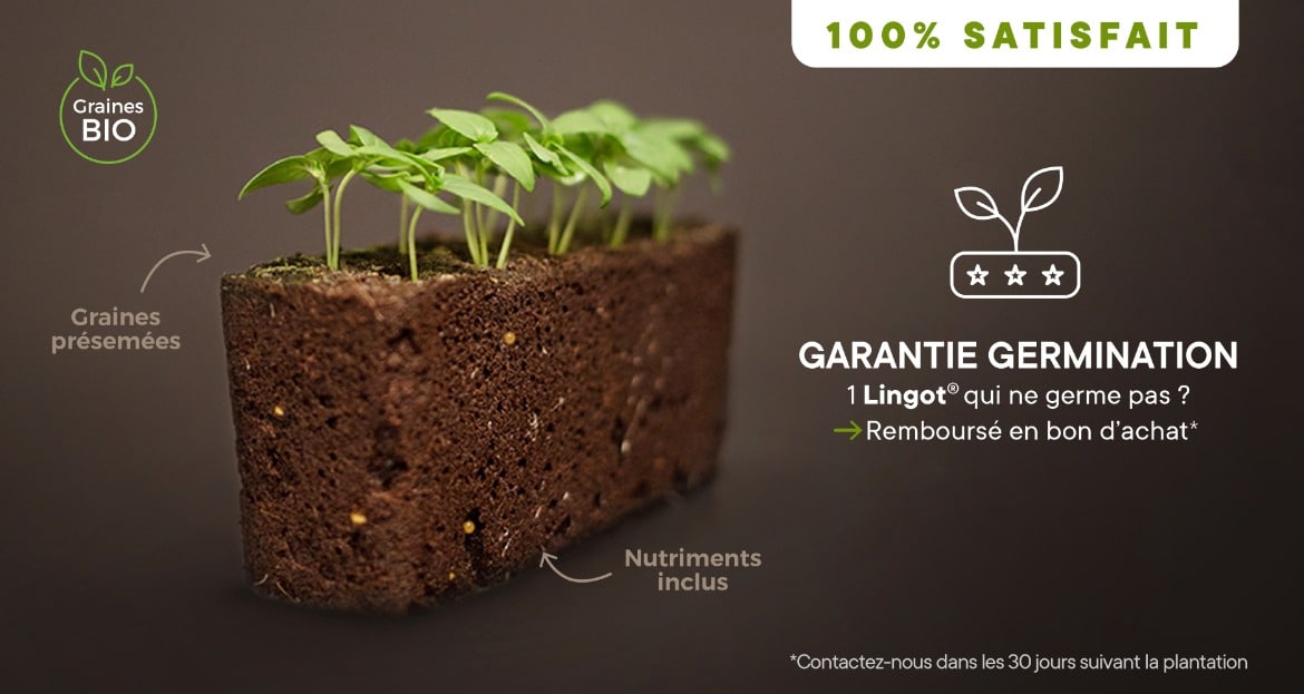 Garantie de germination des Lingots