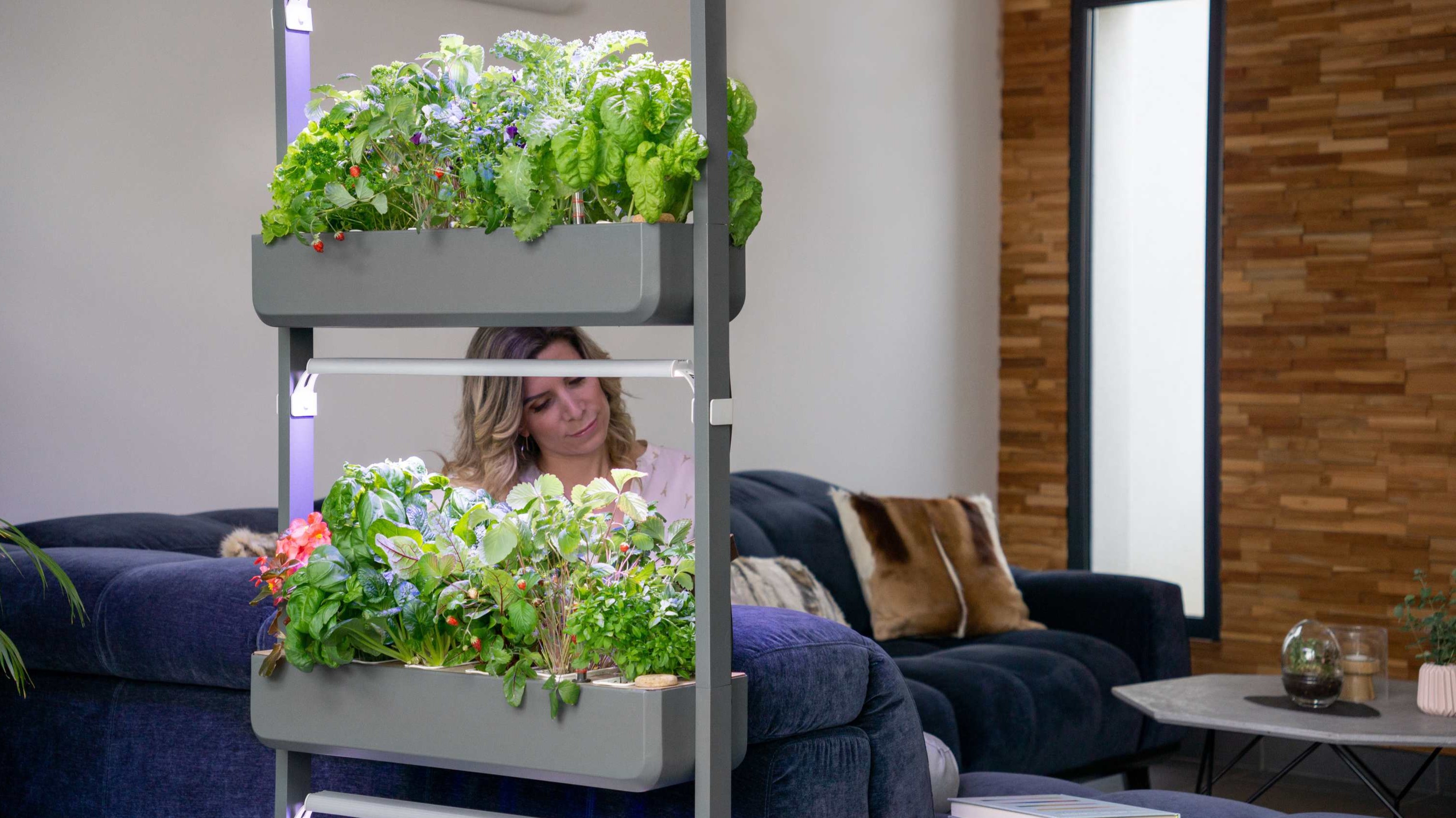 Plants that purify air and space
