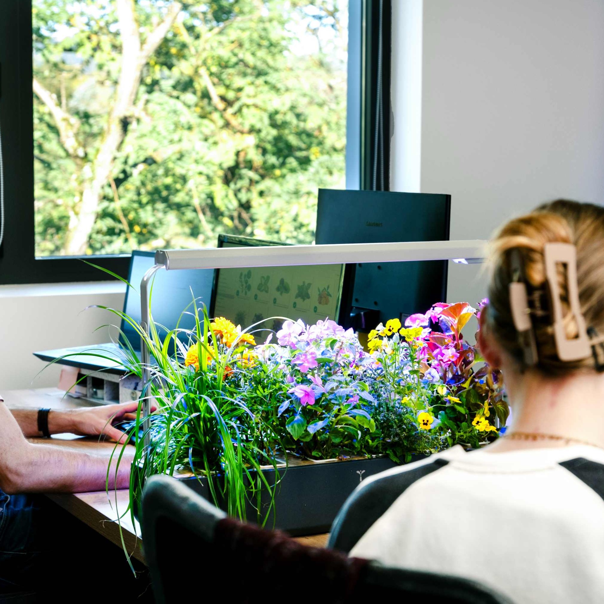 Plant-based desk divider