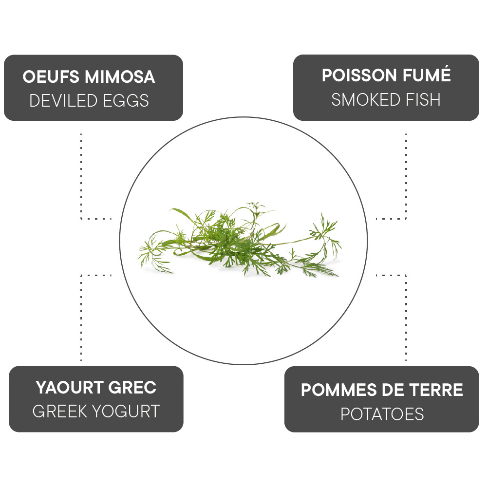 Comment associer l'Aneth ?