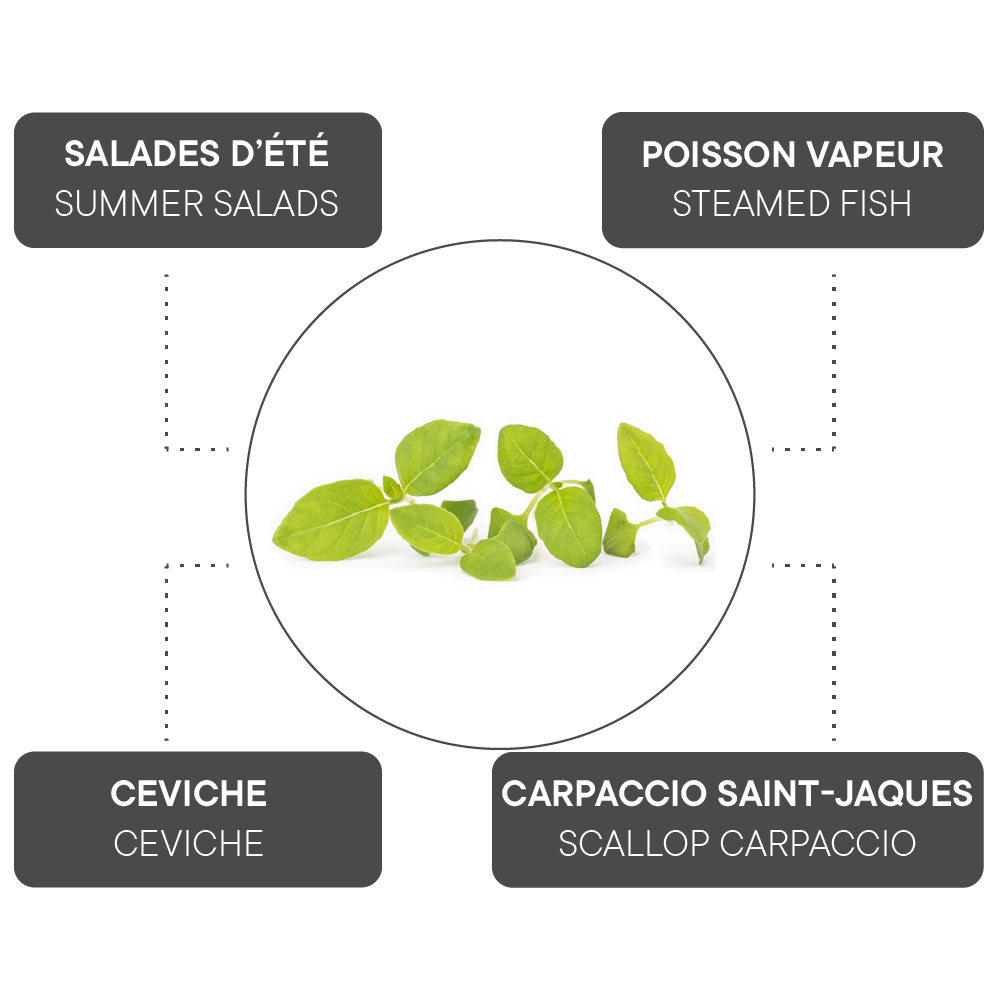 Comment associer le basilic citron ?
