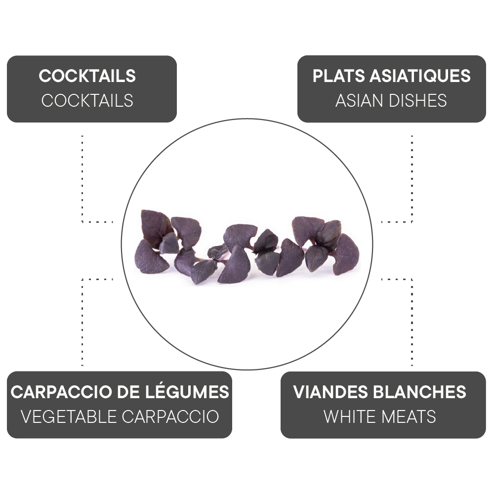 Comment associer le basilic pourpre ?