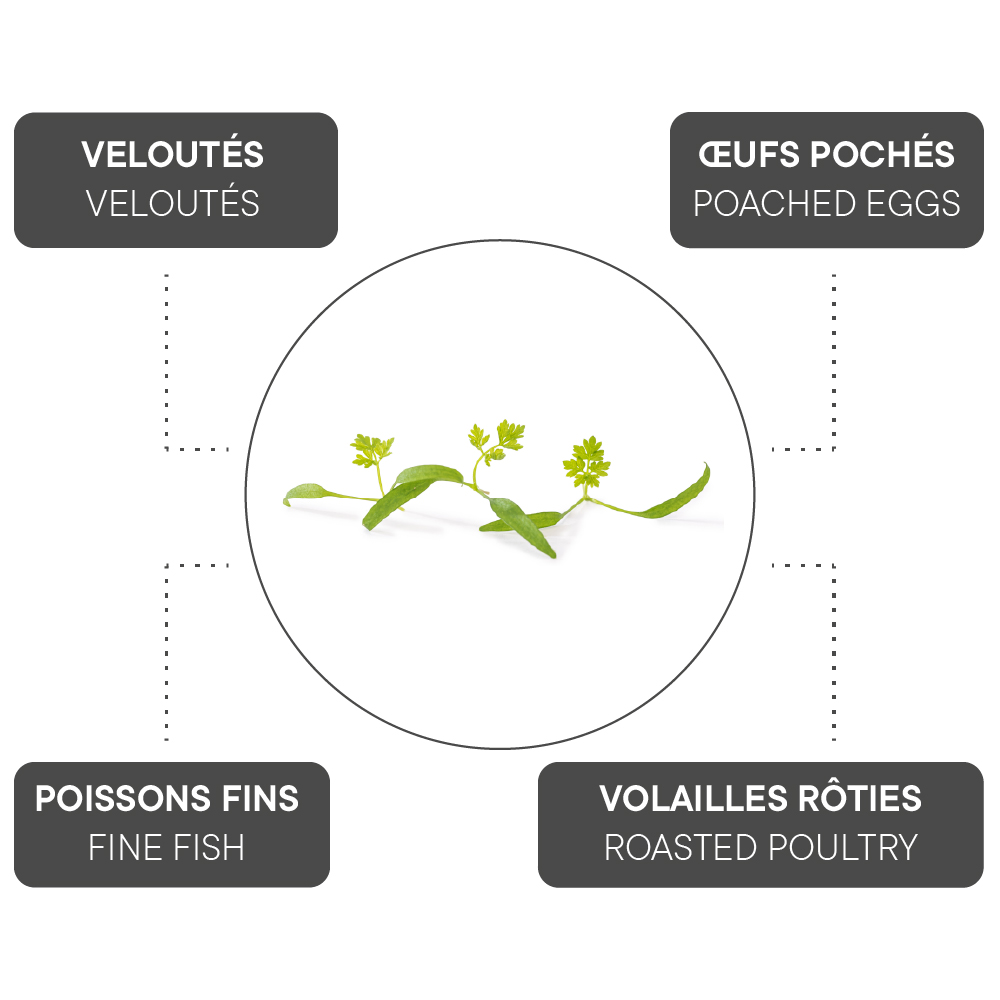 How to combine Chervil?