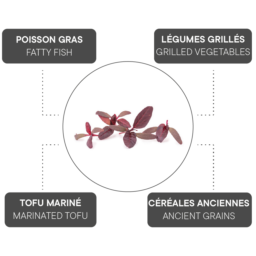 Comment associer la micropousse d'amarante ?