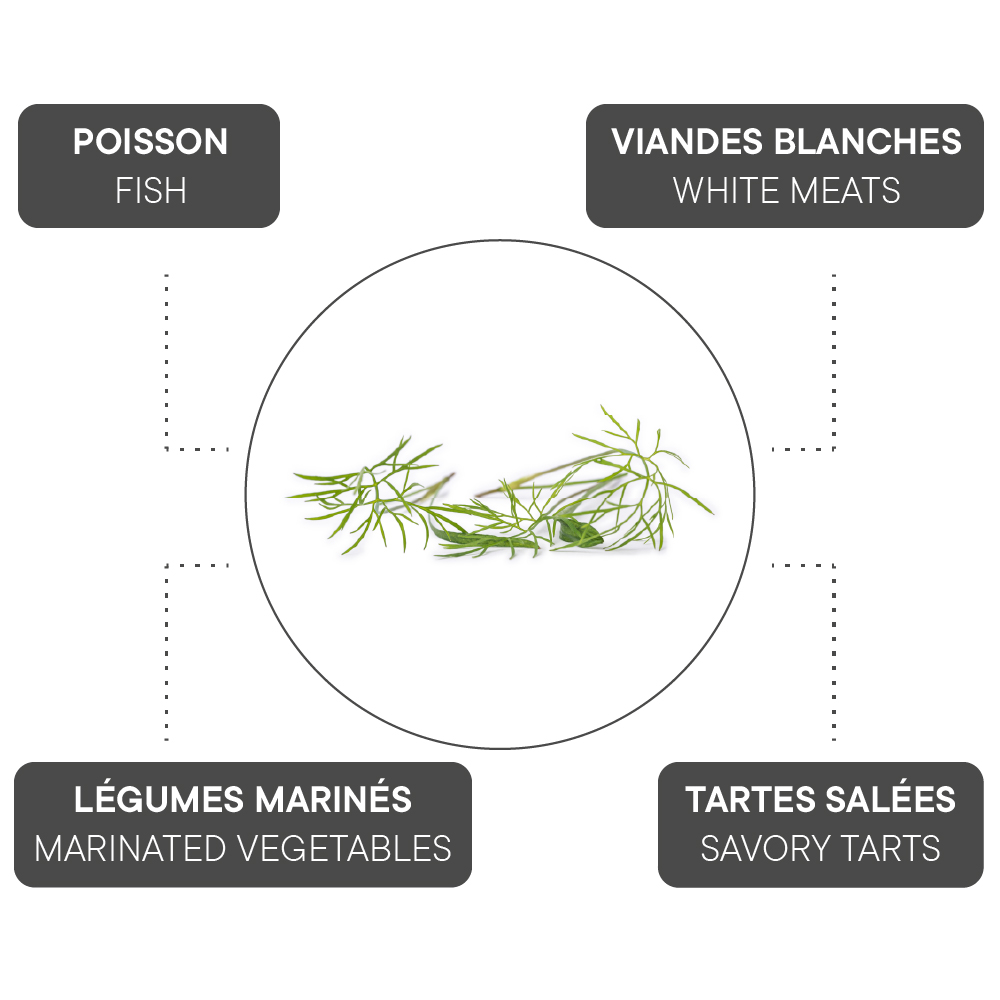 How to combine Fennel?