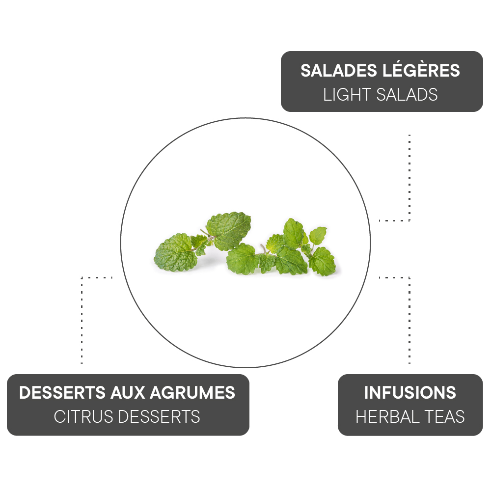 How to combine Lemon balm?
