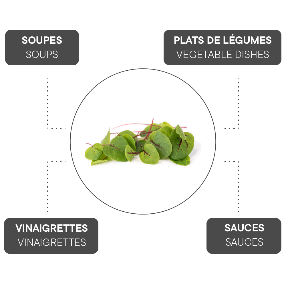 Comment associer l'Oseille sanguine ?
