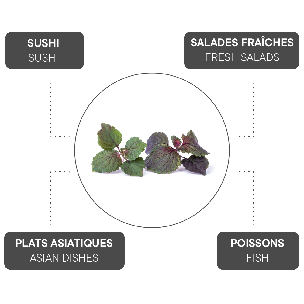 Comment associer le Shiso bicolore ?