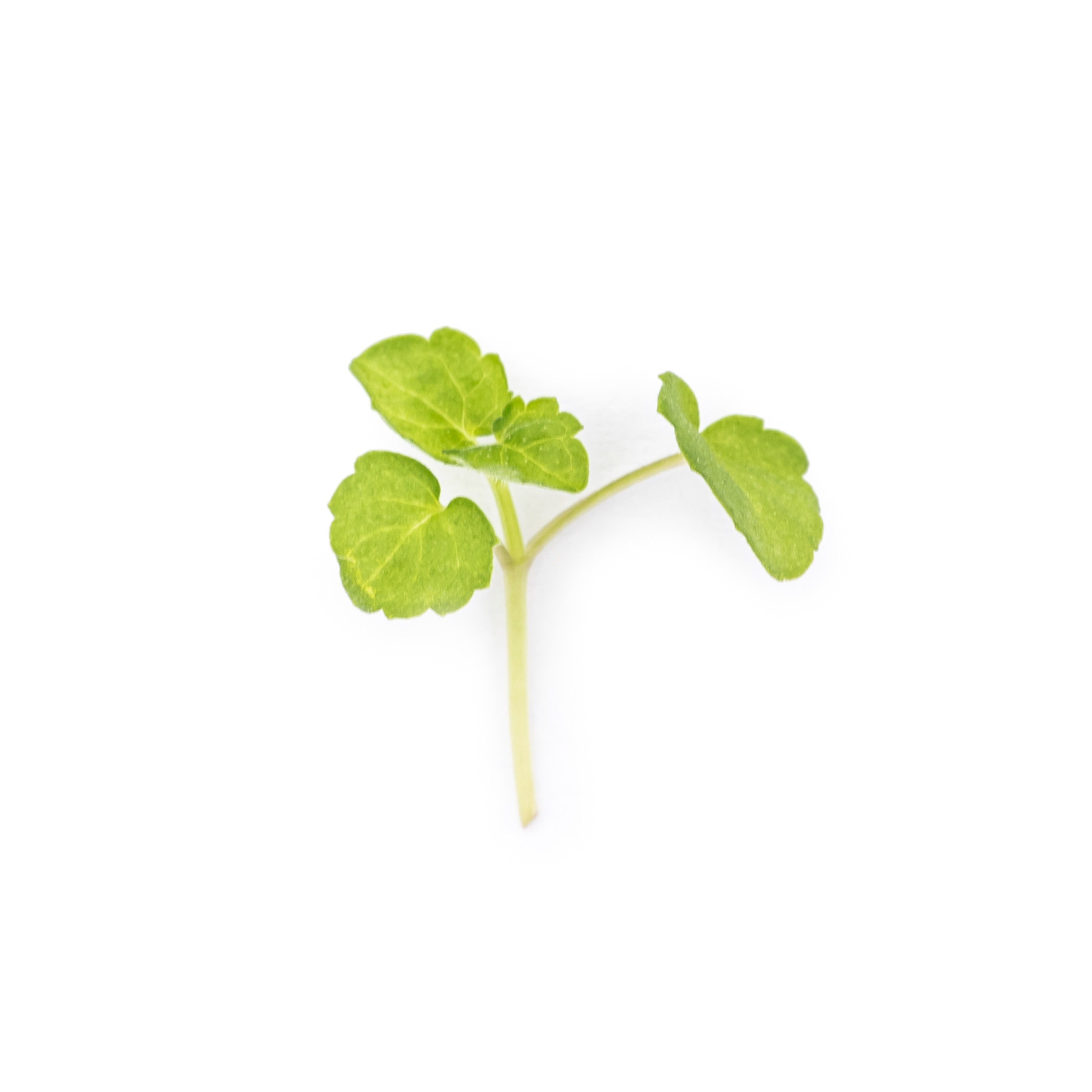Cotyledon - Agastache microgreens