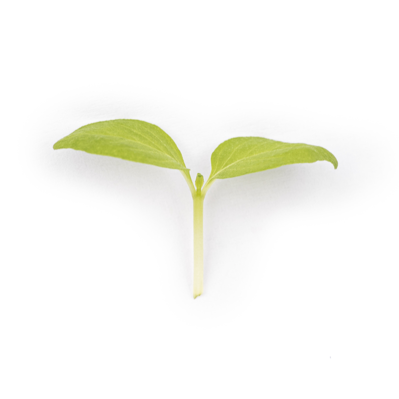 Micropousses Basilic citron au stade de graine germée