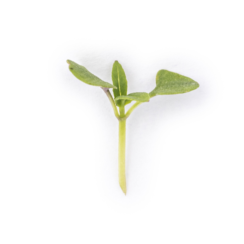Cotyledon - Thai Basil microgreens