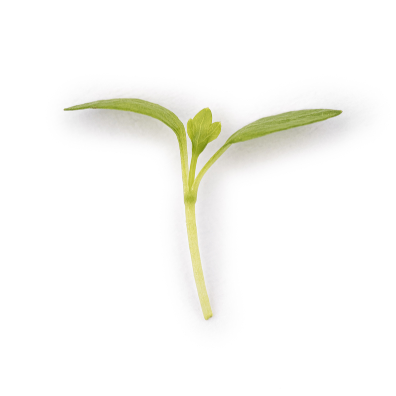 Cotyledon - Celery microgreens