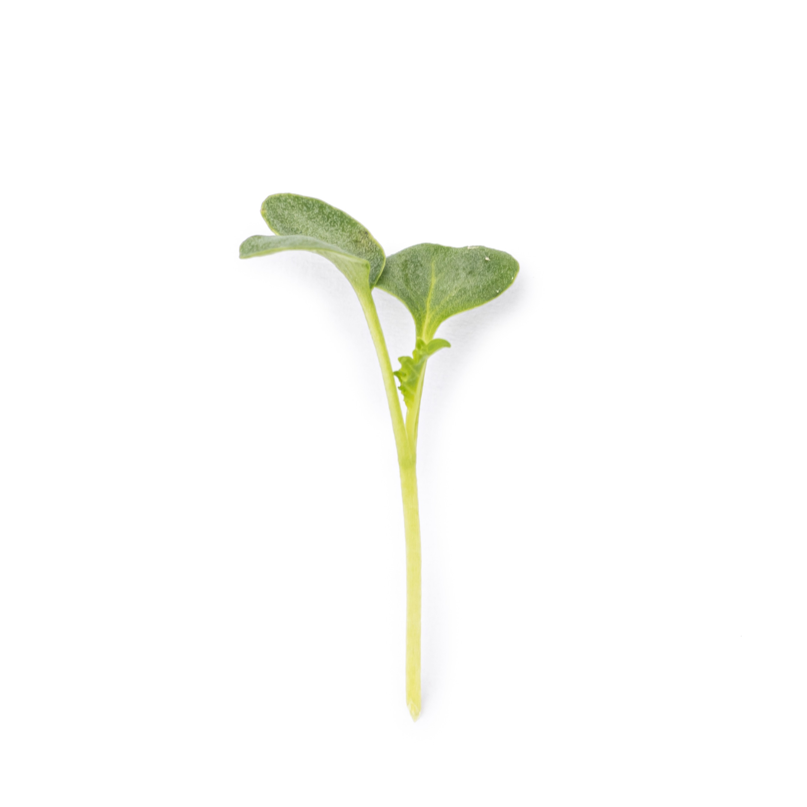 Cotyledon - Green kale microgreens