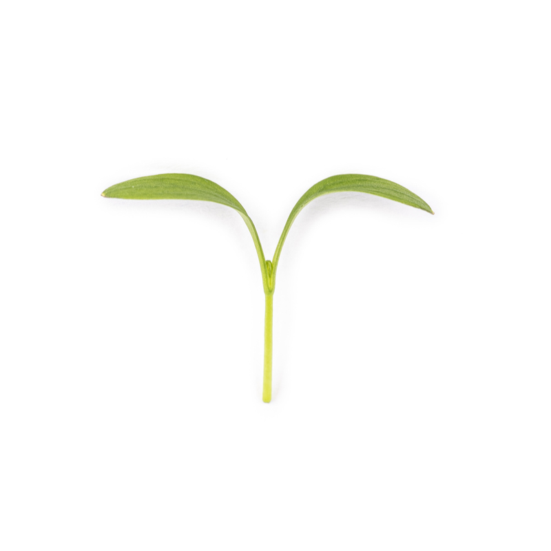 Cotyledon - Coriander microgreens