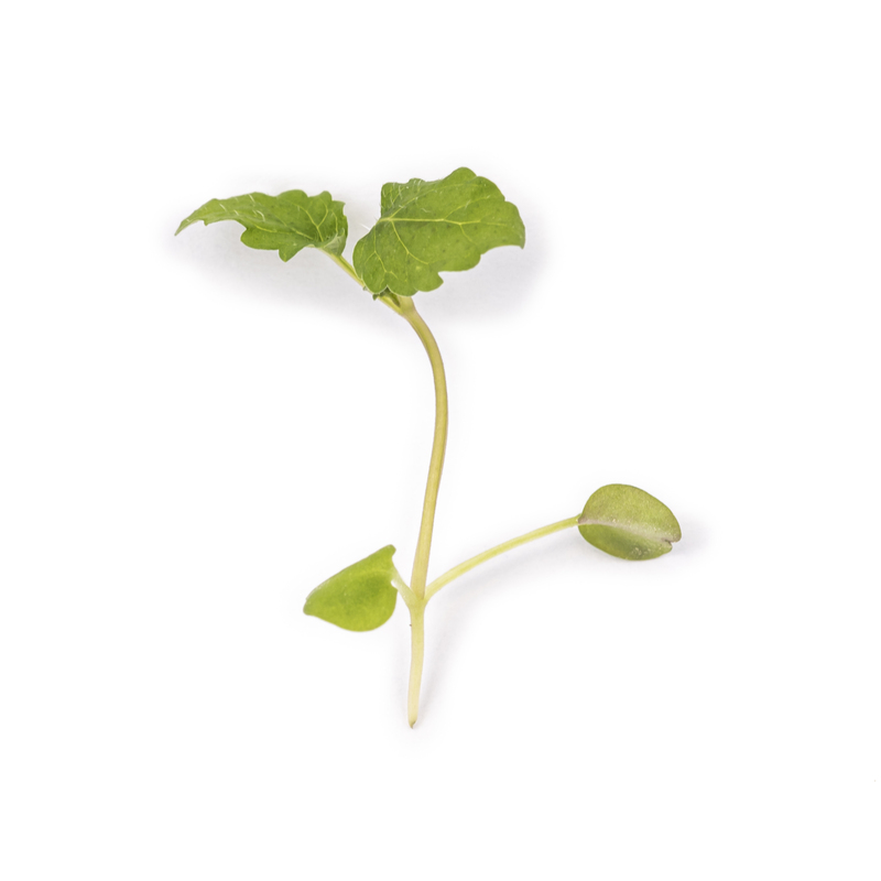 Cotyledon - Lemon balm microgreens