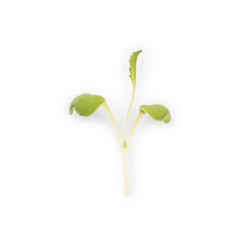Cotyledon - Green Mizuna microgreens