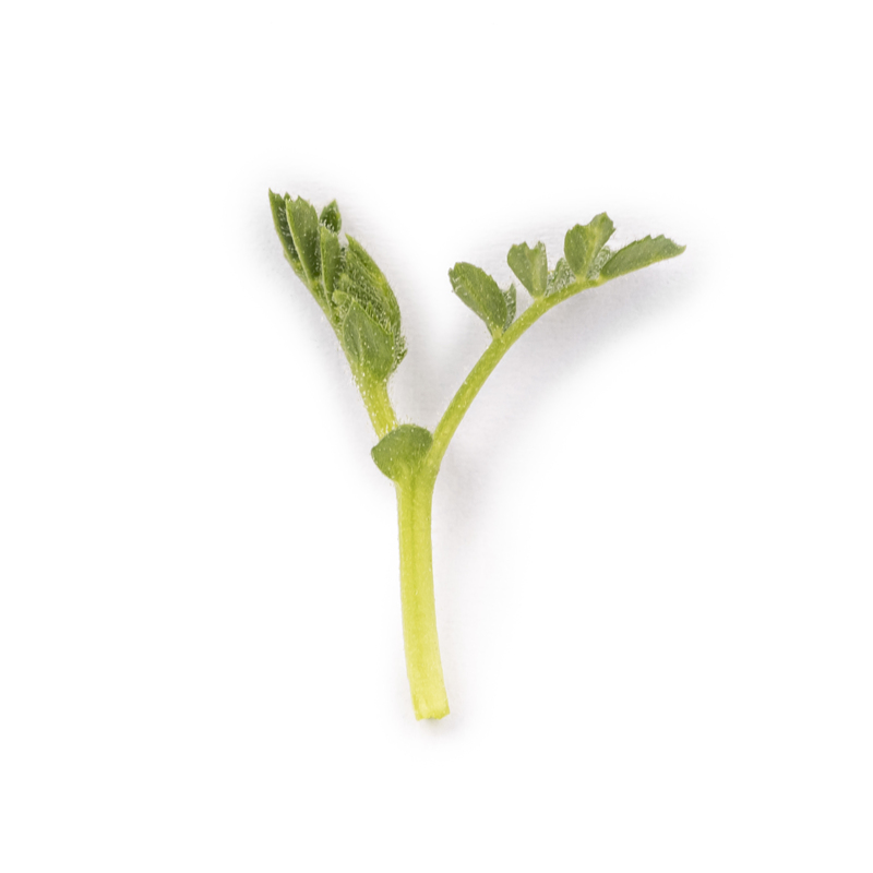 Cotyledon - Chickpea microgreens