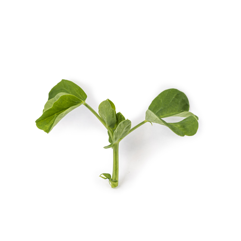 Cotyledon - Peas microgreens
