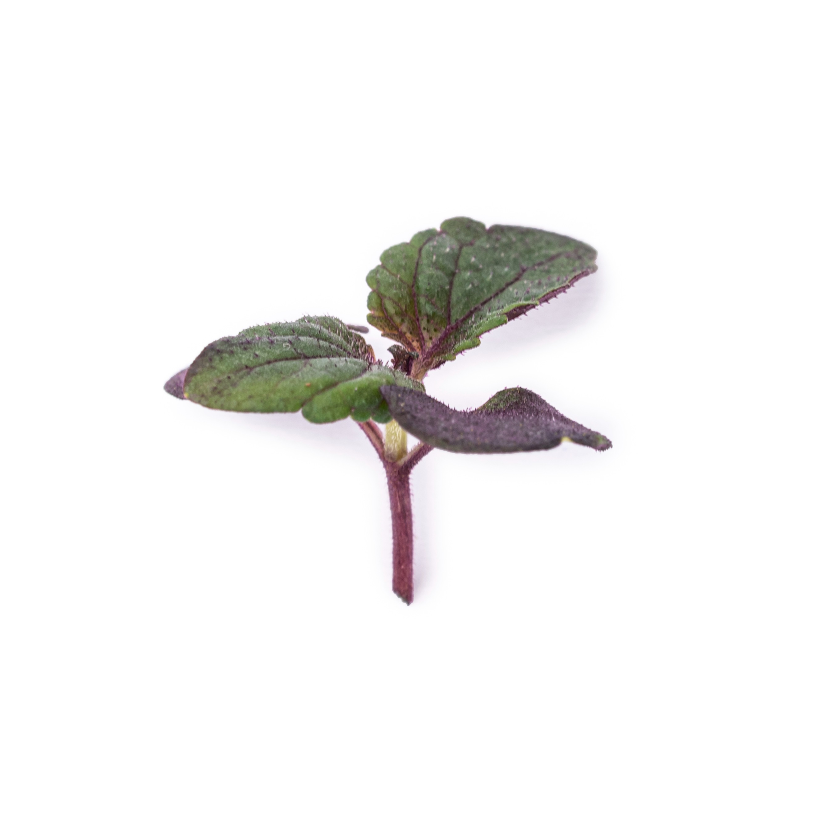 Micropousses Shiso bicolore au stade de graine germée
