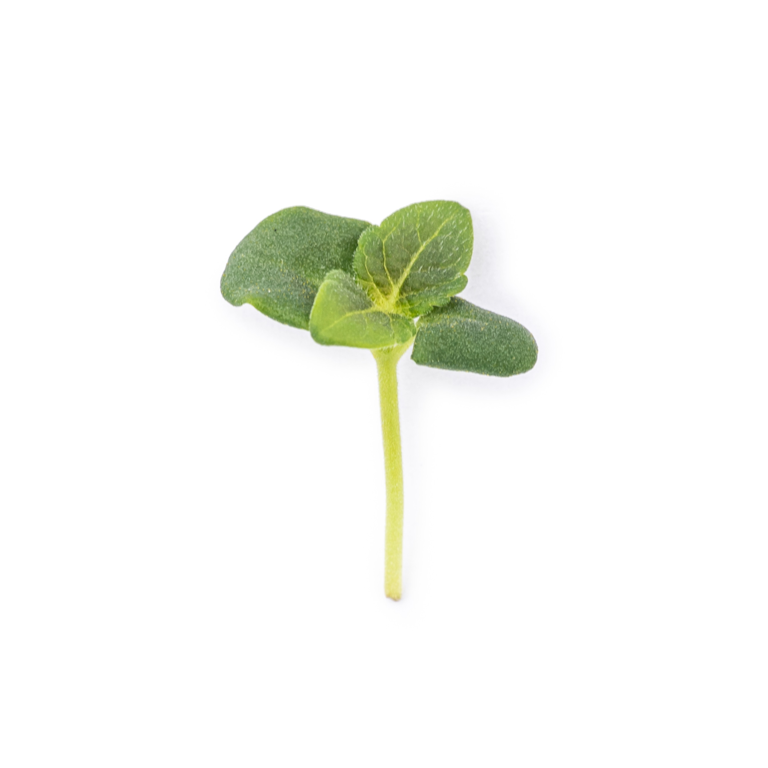 Cotyledon - Green shiso microgreens