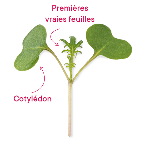 Différence entre cotylédon et premières vraies feuilles