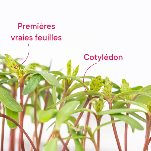 Différence entre cotylédon et premières vraies feuilles 2
