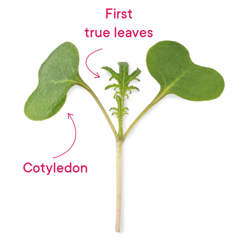 Difference between cotyledon and first true leaves