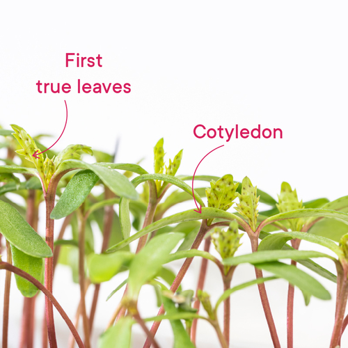 Difference between cotyledon and first true leaves 2