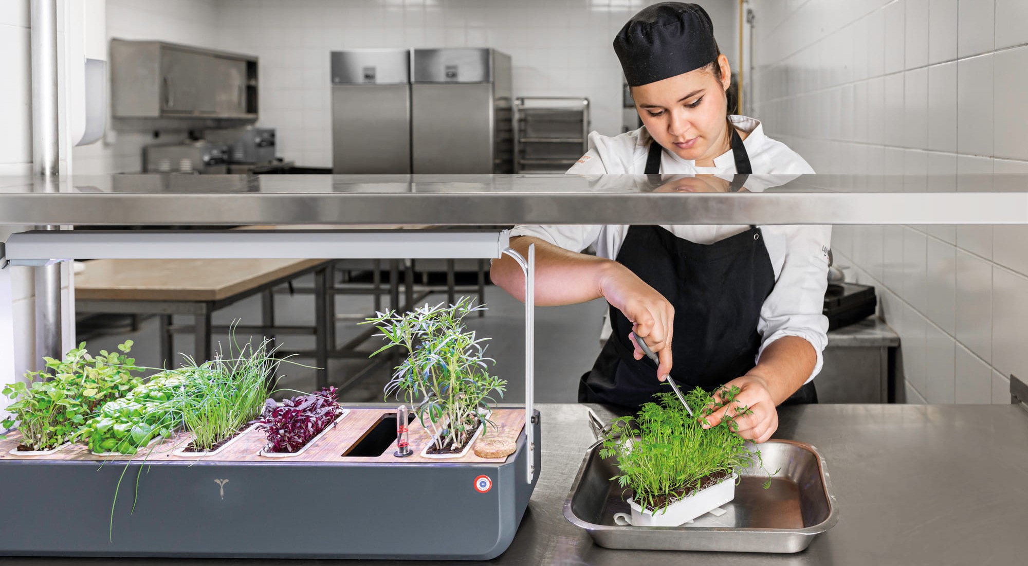 Gourmet for microgreens enables foodservice professionals to harvest their herbs at peak freshness