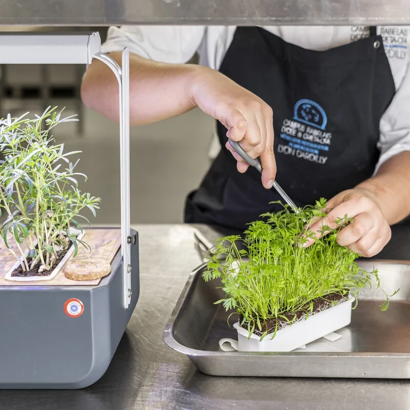 récolte de micropousses en cuisine