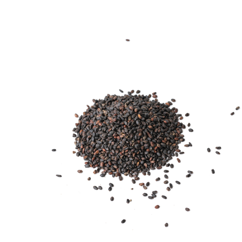 Graines Micropousses Basilic pourpre