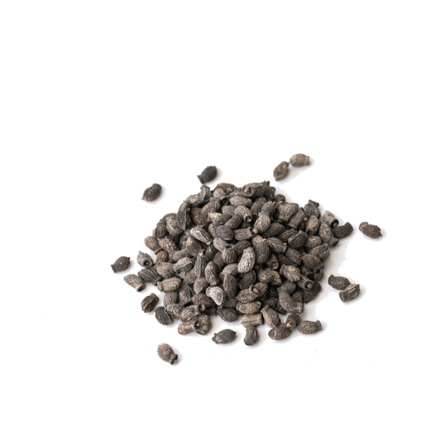Seed - Borage microgreens