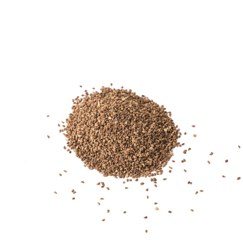 Seed - Celery microgreens