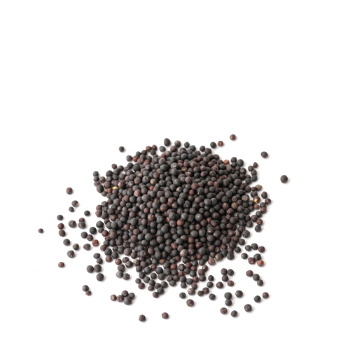 Seed - Red kale microgreens