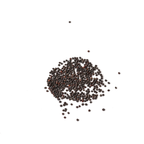 Seed - Green kale microgreens