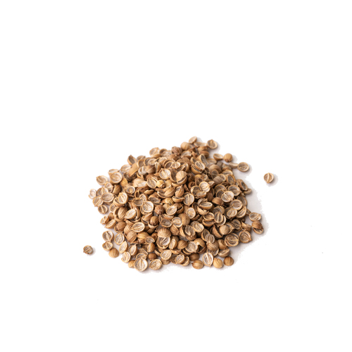 Seed - Coriander microgreens