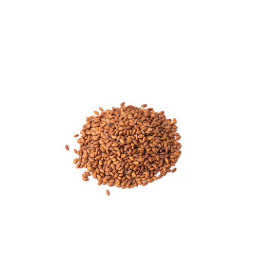 Seed - Cress microgreens