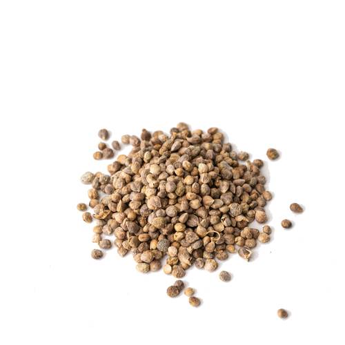 Seed - Lorelay spinach microgreens