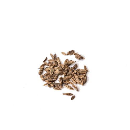 Seed - Fennel microgreens