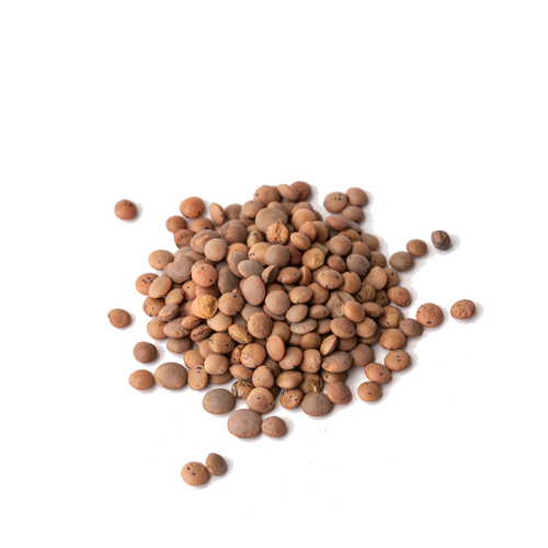 Seed - Red lentils microgreens