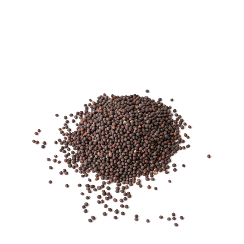 Seed - Red Mizuna microgreens