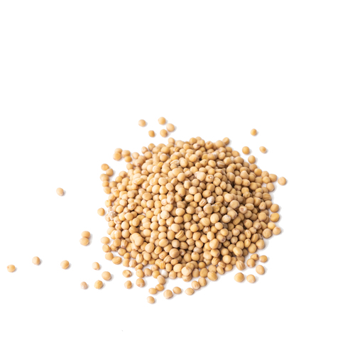 Seed - White mustard microgreens