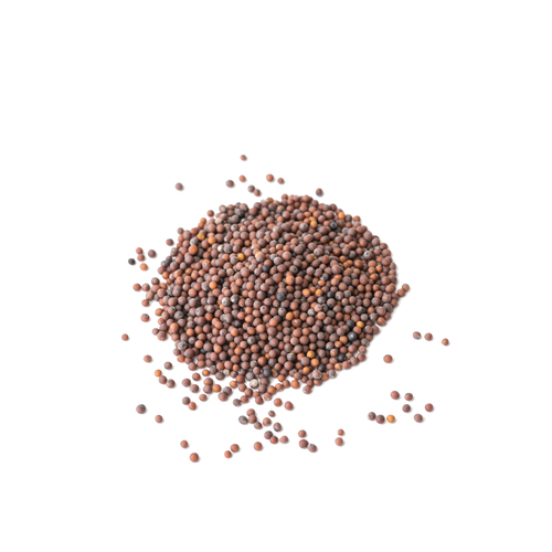 Seed - Red Mustard microgreens