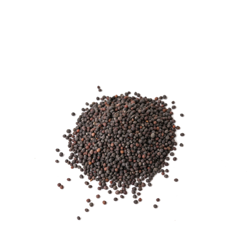 Seed - Wasabi mustard microgreens