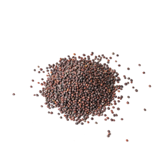 Seed - Turnip microgreens