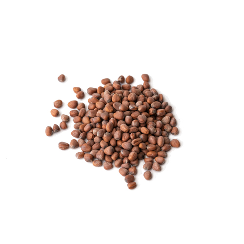 Seed - Daikon radish microgreens