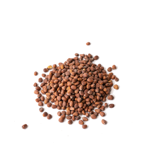 Seed - Pink radish microgreens