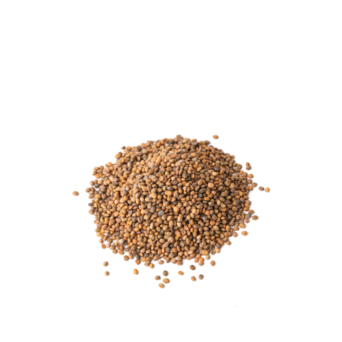 Graines Micropousses Roquette
